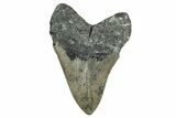 Serrated, Fossil Megalodon Tooth - North Carolina #345679-1